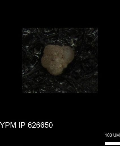 undet. Foraminiferida