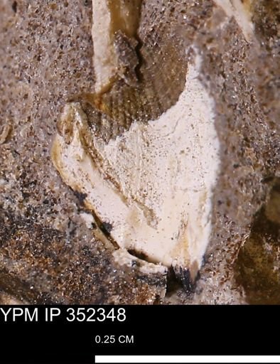 undet. Bivalvia