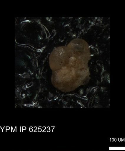 undet. Foraminiferida