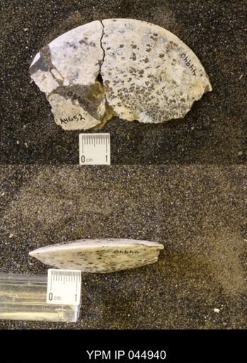 Sphenodiscus lenticularis
