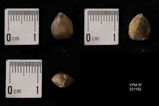 Dielasma turgida