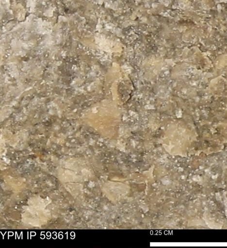 undet. Mollusca