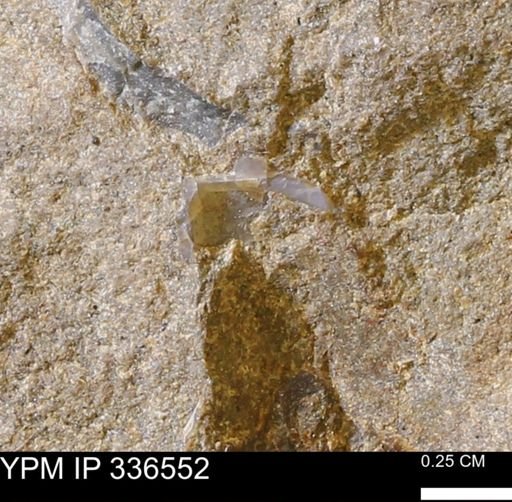 undet. Mollusca
