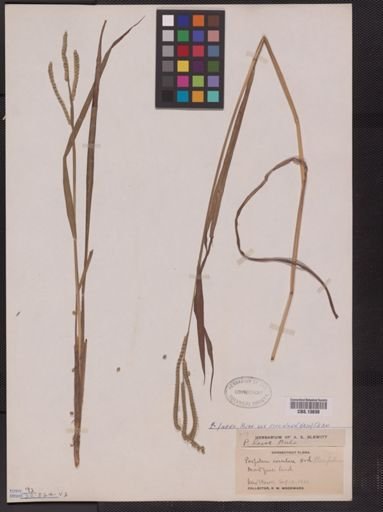 Paspalum laeve