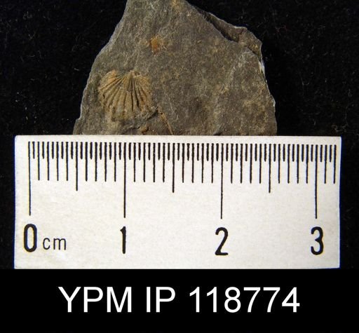 Anoplotheca hemispherica