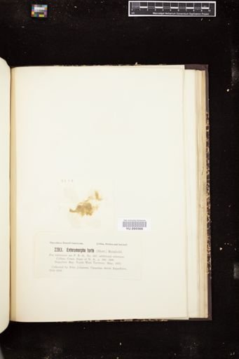 Enteromorpha torta