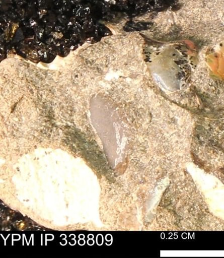 undet. Mollusca