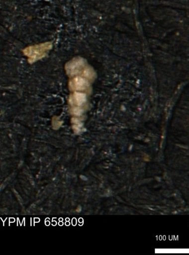 Verneuilinoides kansasensis