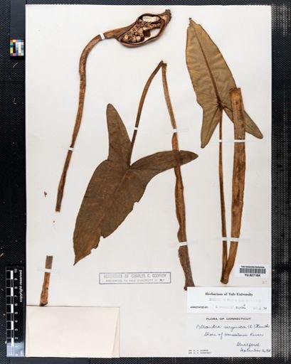 Peltandra virginica