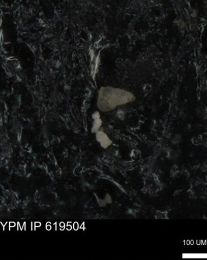 undet. Heterohelicidae