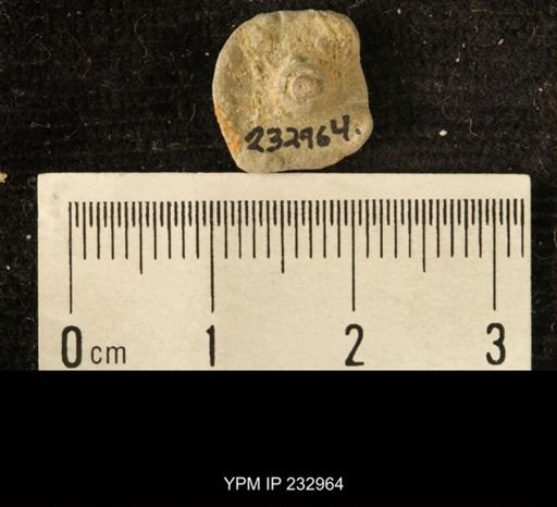 Archaeocidaris sp.