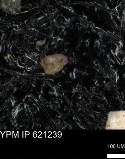 undet. Foraminiferida