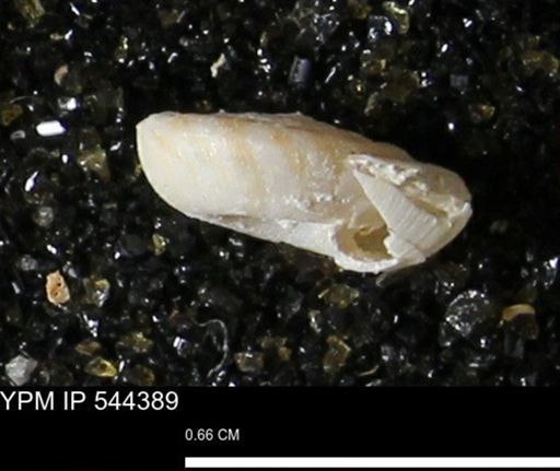 Poecilozonites bermudensis zonatus