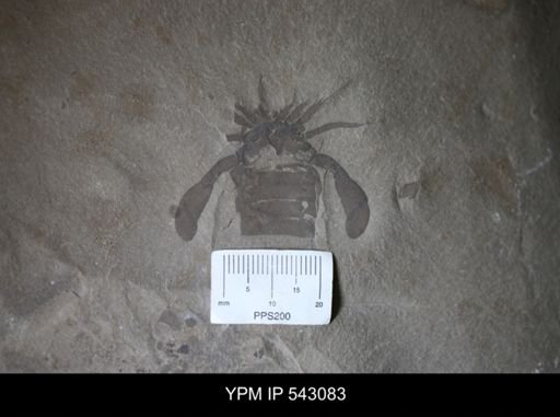 Eurypterus sp.