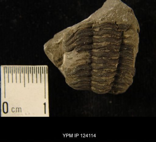 Phacops rana