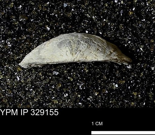 Pholidostrophia iowaensis