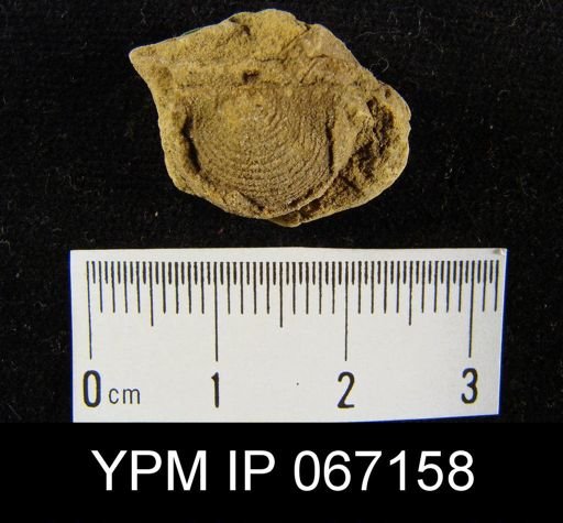 Productella hallana