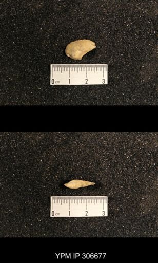 Phestia bellistriata