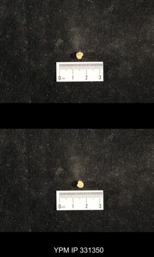 Euphemites sp.