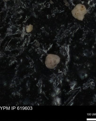 undet. Foraminiferida