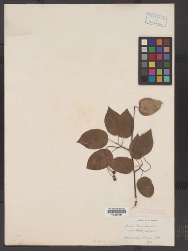 Amelanchier canadensis