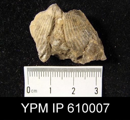 Spirifer audacula