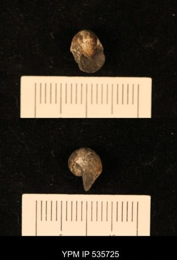 undet. Bellerophontoidea