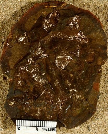 Lepidostrobus sp.