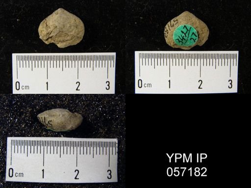 Nucleospira ventricosa