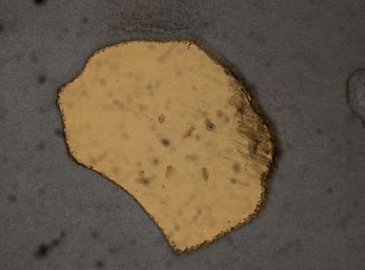 Testudinella dicella