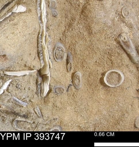 undet. Serpulidae