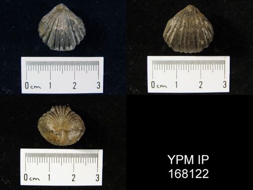 Rhynchonella sapplis