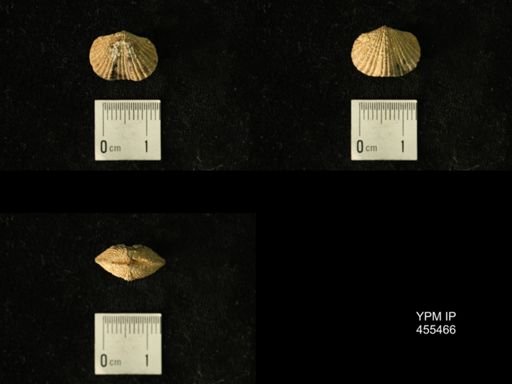 Platystrophia sp.