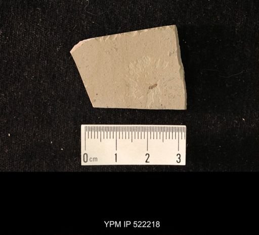 undet. Hymenoptera