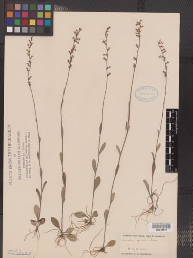 Lobelia spicata