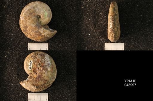 Hoploscaphites nicolletii