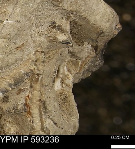 undet. Bivalvia