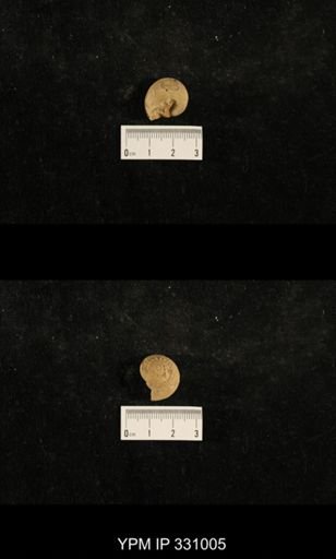 Trepospira sphaerulata