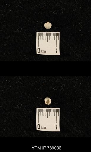 undet. Brachiopoda