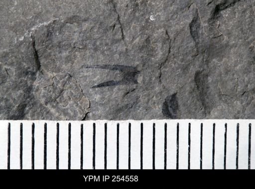 Eurypterida