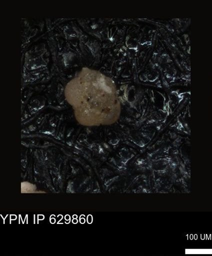 undet. Foraminiferida