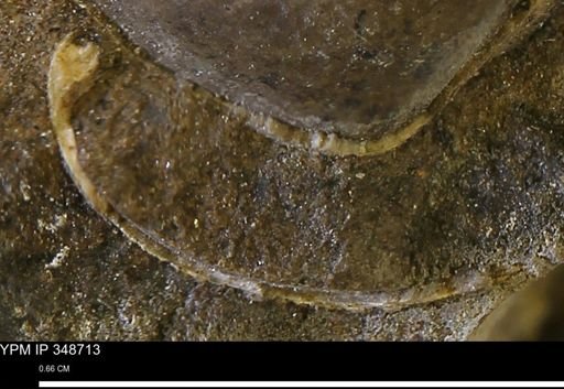 undet. Bivalvia