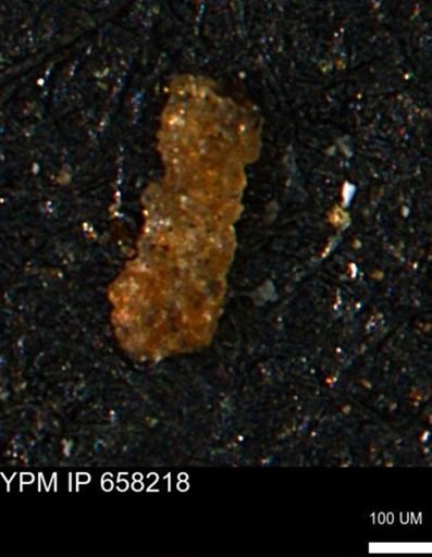 Ammobaculites subcretaceus