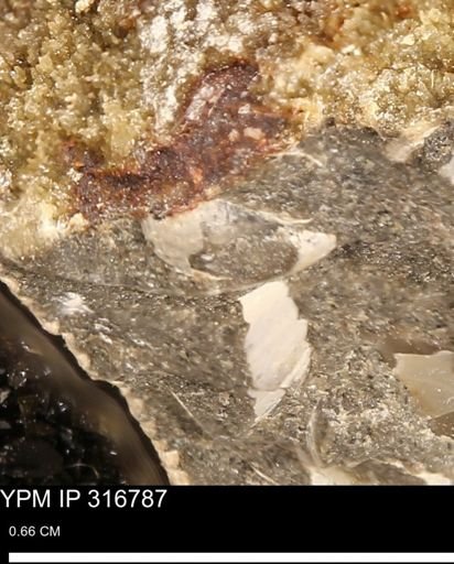 undet. Mollusca