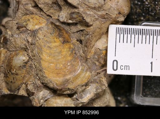 Inoceramus sp.