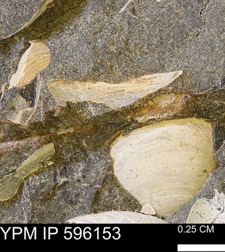 Limopsis striatopunctatus