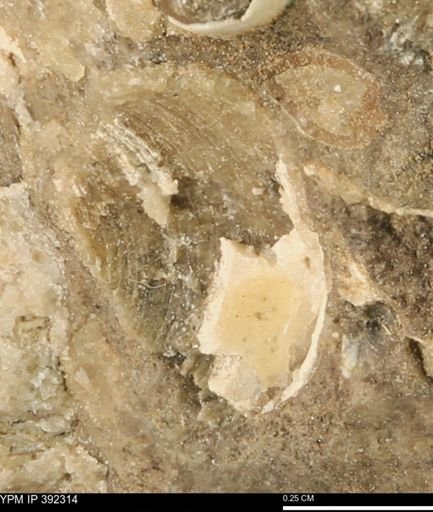 Protocardia subquadrata