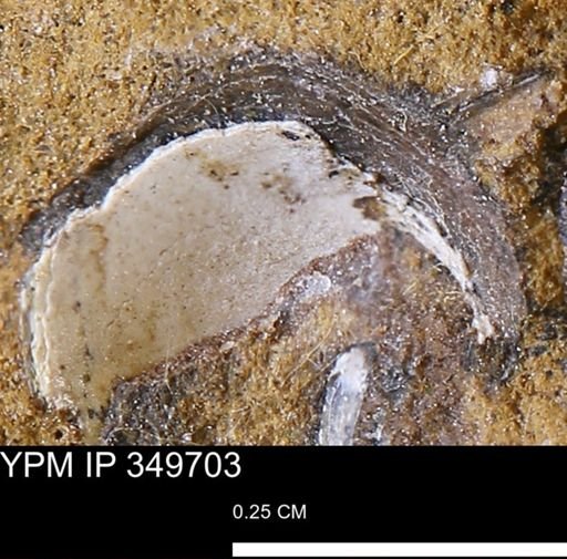 undet. Mollusca