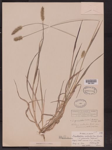Setaria geniculata imberbis