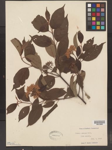 Cornus amomum